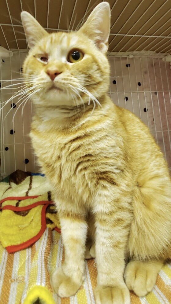 🐾今日の里親様募集中ニャンコ🐱メンバーです🐾2020,2,26